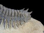 Crotalocephalina Trilobite - Foum Zguid, Morocco #38798-3